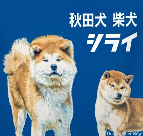 秋田犬と柴犬 シライ